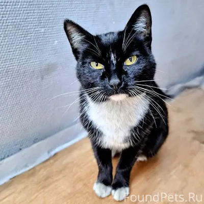 Котенок девочка кошка, около 6...