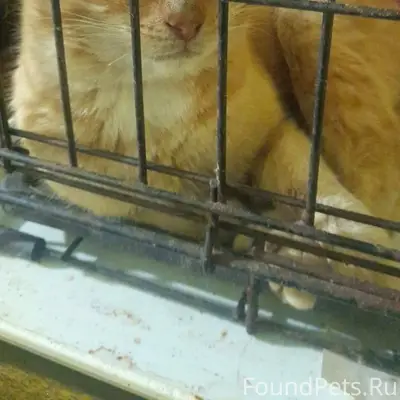 Астрахань! Найден кот, район П...