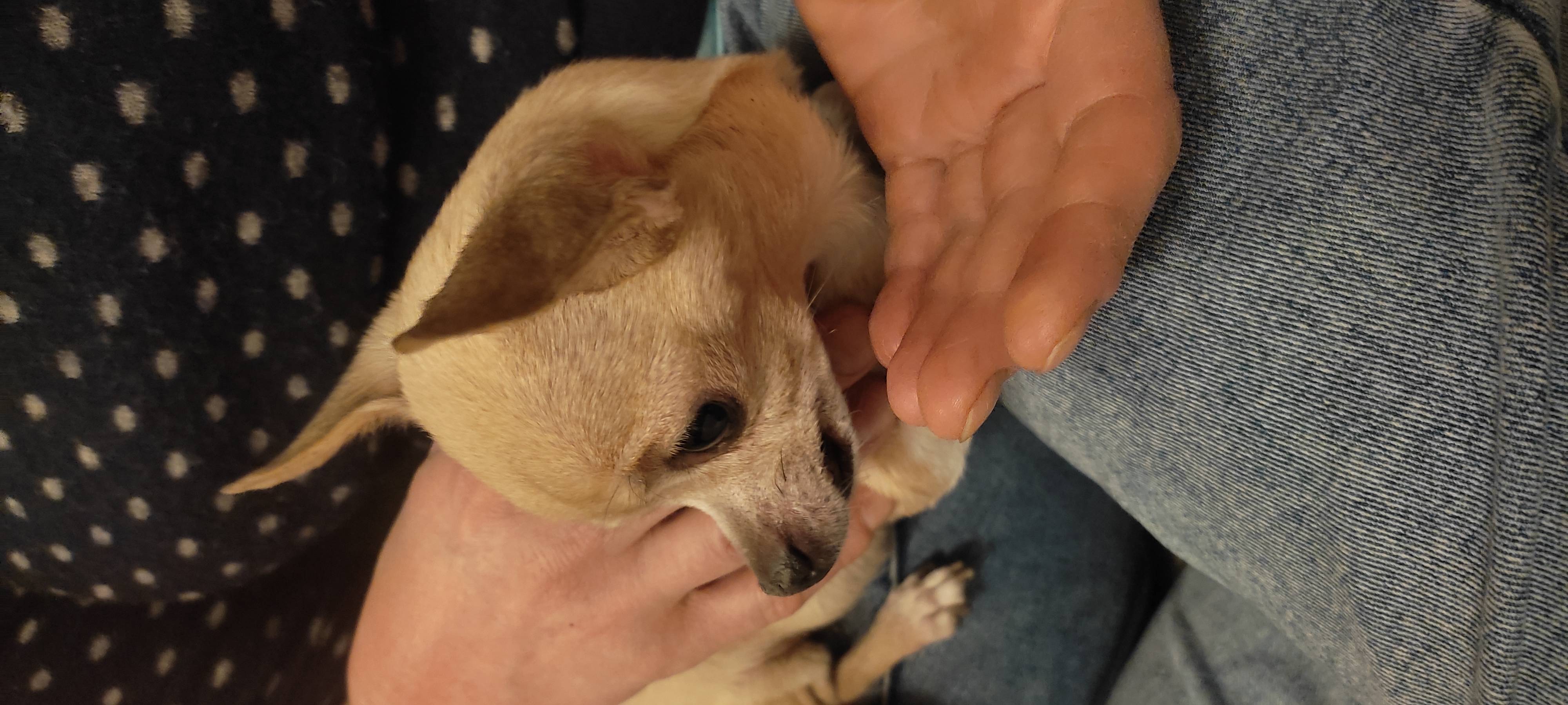 Найдена собака 