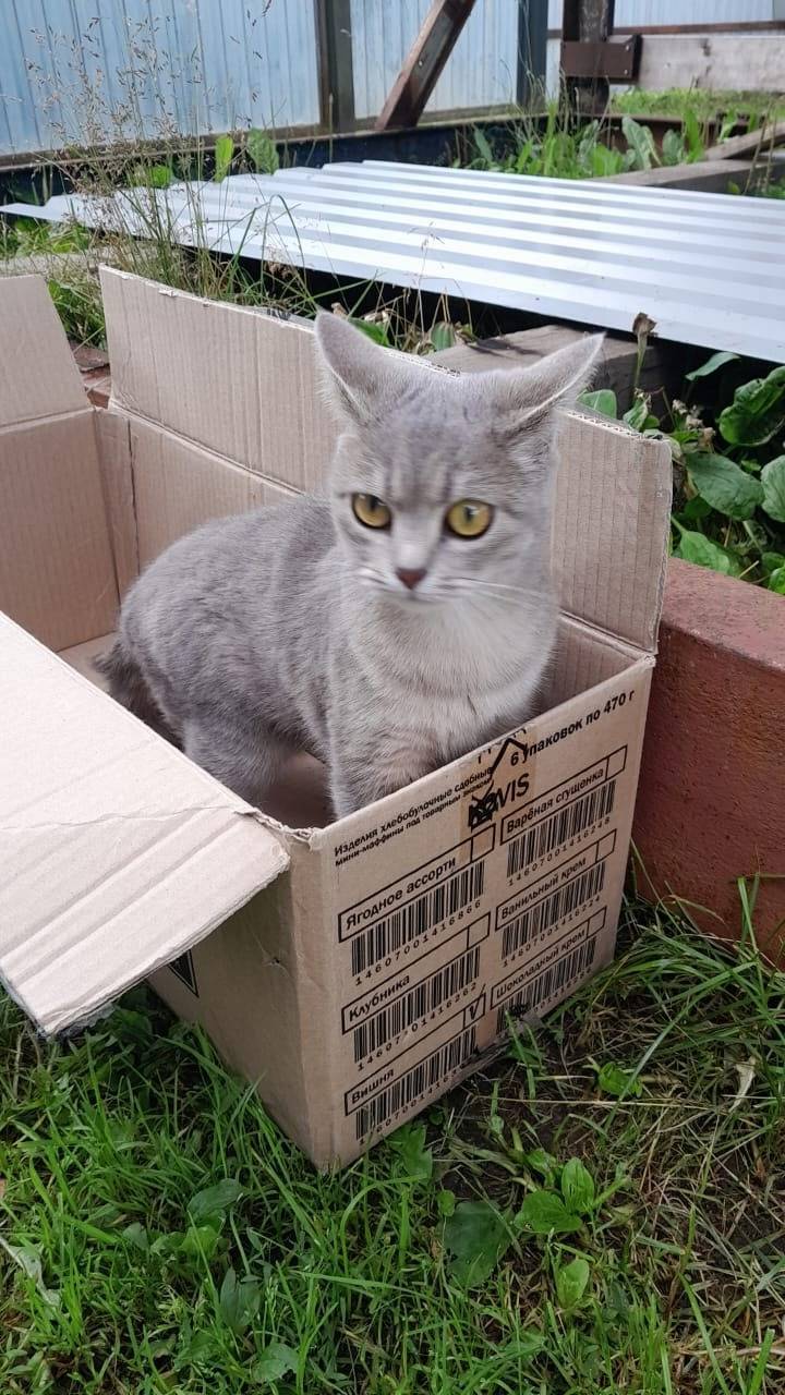 Пропала кошка! Без ошейника. З...