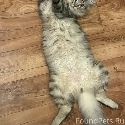 ПРОПАЛ КОТ в районе журжево, е...