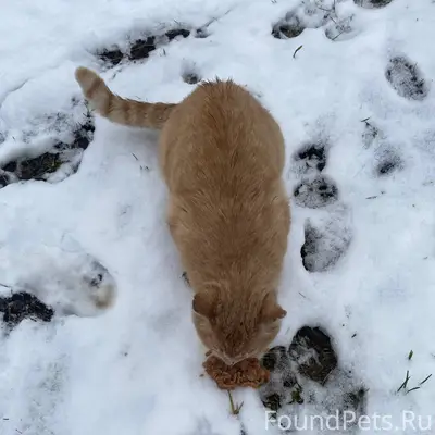 Пропал кот. Зовут Тихон. 2-3.....