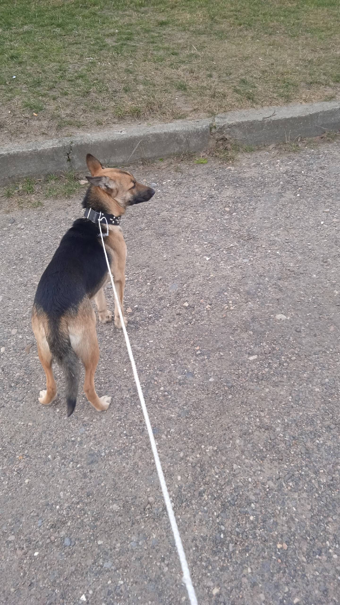 Бобруйск.Чья собака бродит по ...