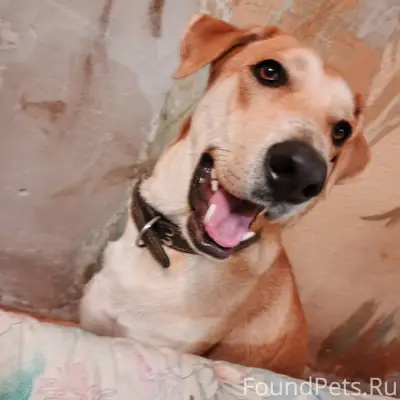 Потерялось собака в районе Пир...