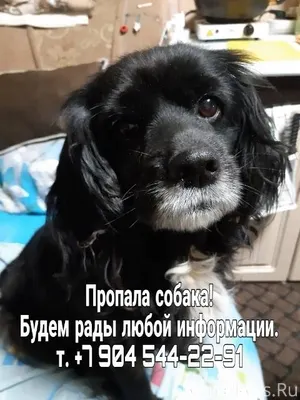 Помогите вернуть собаку домой!...