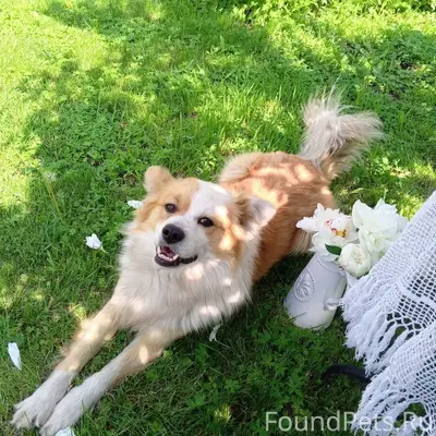 Пропала собака. Зовут Малыш.Пр...