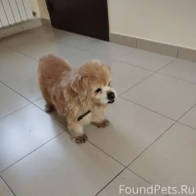 Найдена собака,бегала возле ЦГ...