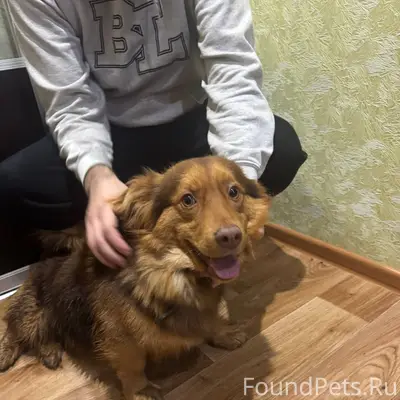 НАЙДЕНА СОБАКА! 12.12.2025 веч...