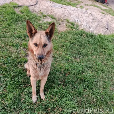 Потерялась собака, овчарка зов...