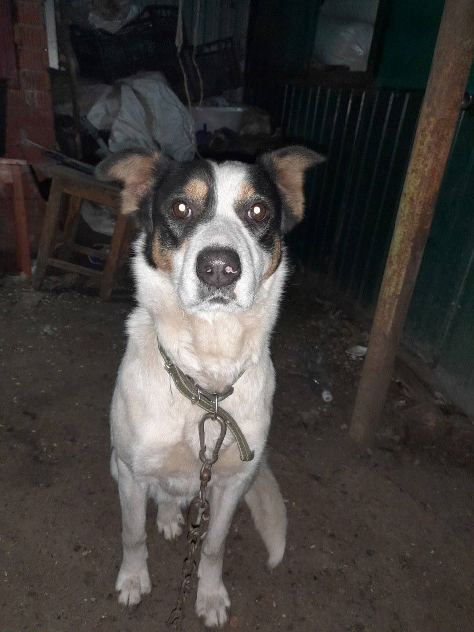 В селе Новый Усад со двора...