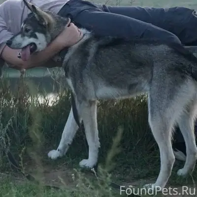 Добрый день , потерялась собак...