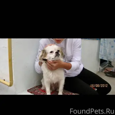 Здравствуйте пропала собака ,р...