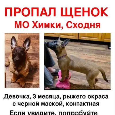 12 декабря убежала с участка н...