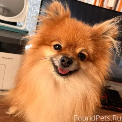 ‼️Пропала собака‼️ Пропал шпиц...