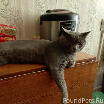 ПРОПАЛ КОТ!!!!!!!!!!!!!! В рай...