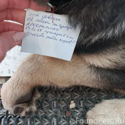 ПОТЕРЯШКА! Очень ждет своих хо...