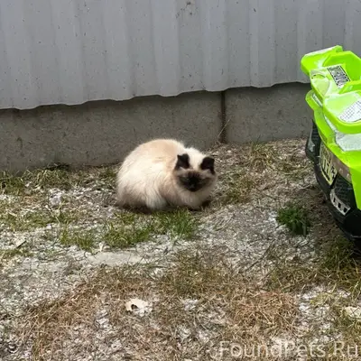 Найдена кошка, домашняя, ручна...