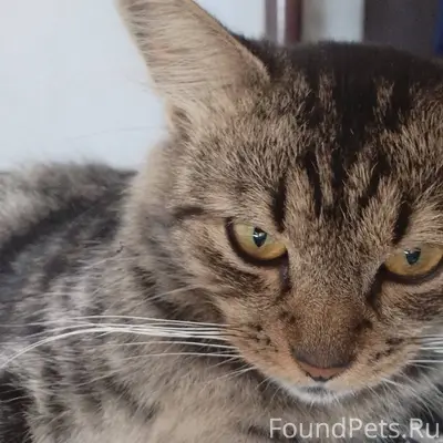 Все ещё ищу кота... пропал в.....