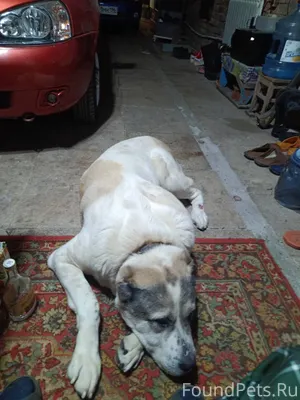 Сбежала собака. Т89533824114