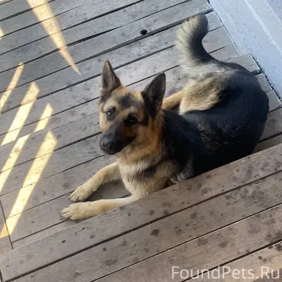 В Троицком в районе ДОКа убежа...