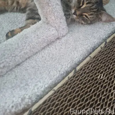 На 20 мкр пр.Сиреневый найдена...