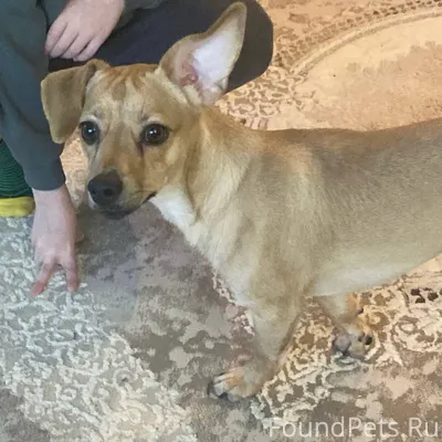 Добрый день! Чей потеряшка? Ви...