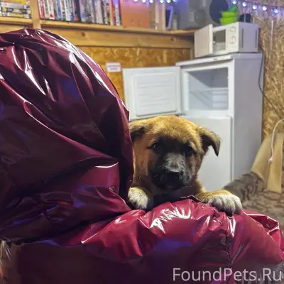 ПОМОГИТЕ НАЙТИ! Пропал щенок п...