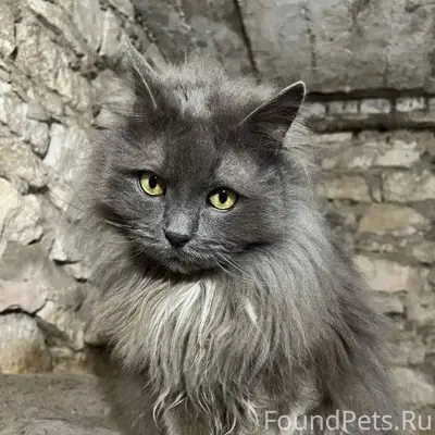 ПРОПАЛ КОТ ПОРОДЫ КАРЛИКОВЫЙ М...