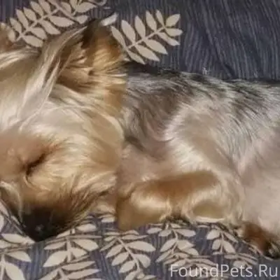 Потерялась собака-йоркширский ...