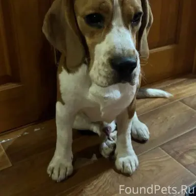 Помогаю информационно : Найден...