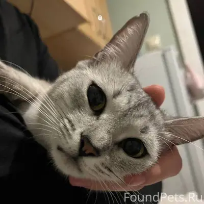 Помогите найти кошку. Примета-...