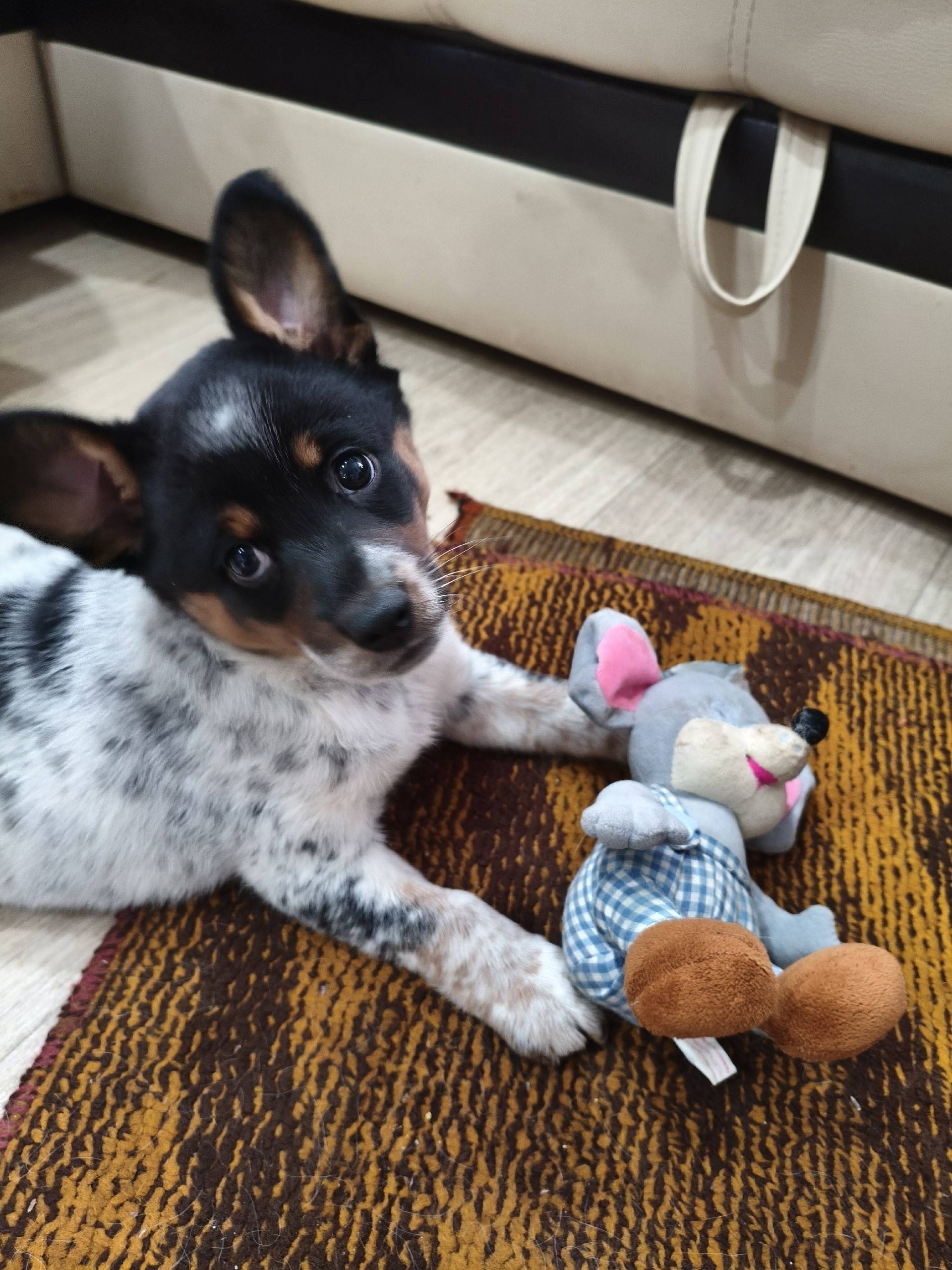 Щенок, сука, возраст приблизит...