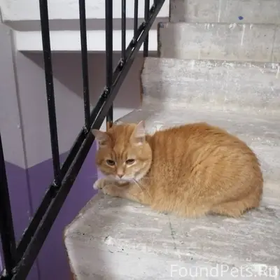 Добрый вечер. В подъезд, по ул...