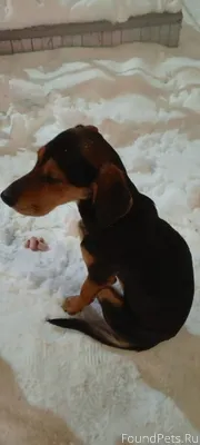 Найдена собака(девочка) в райо...