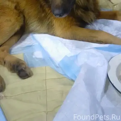 Срочно!С передержки убежал пес...