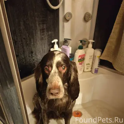 Найдена собака на дороге в рай...