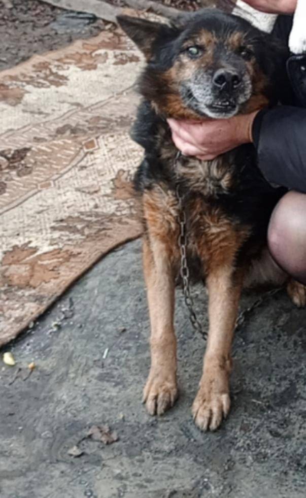 Пропала собака в Мкр. Индустри...