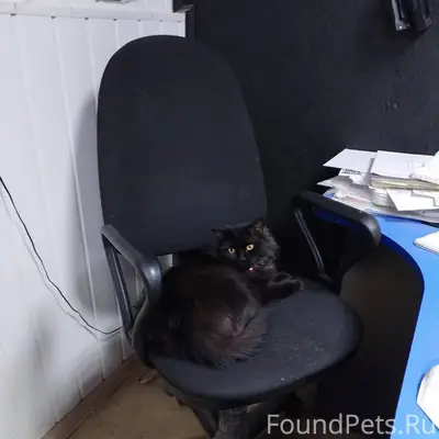 🆘🆘🆘🆘🆘 Помогите найти кошку! Пр...