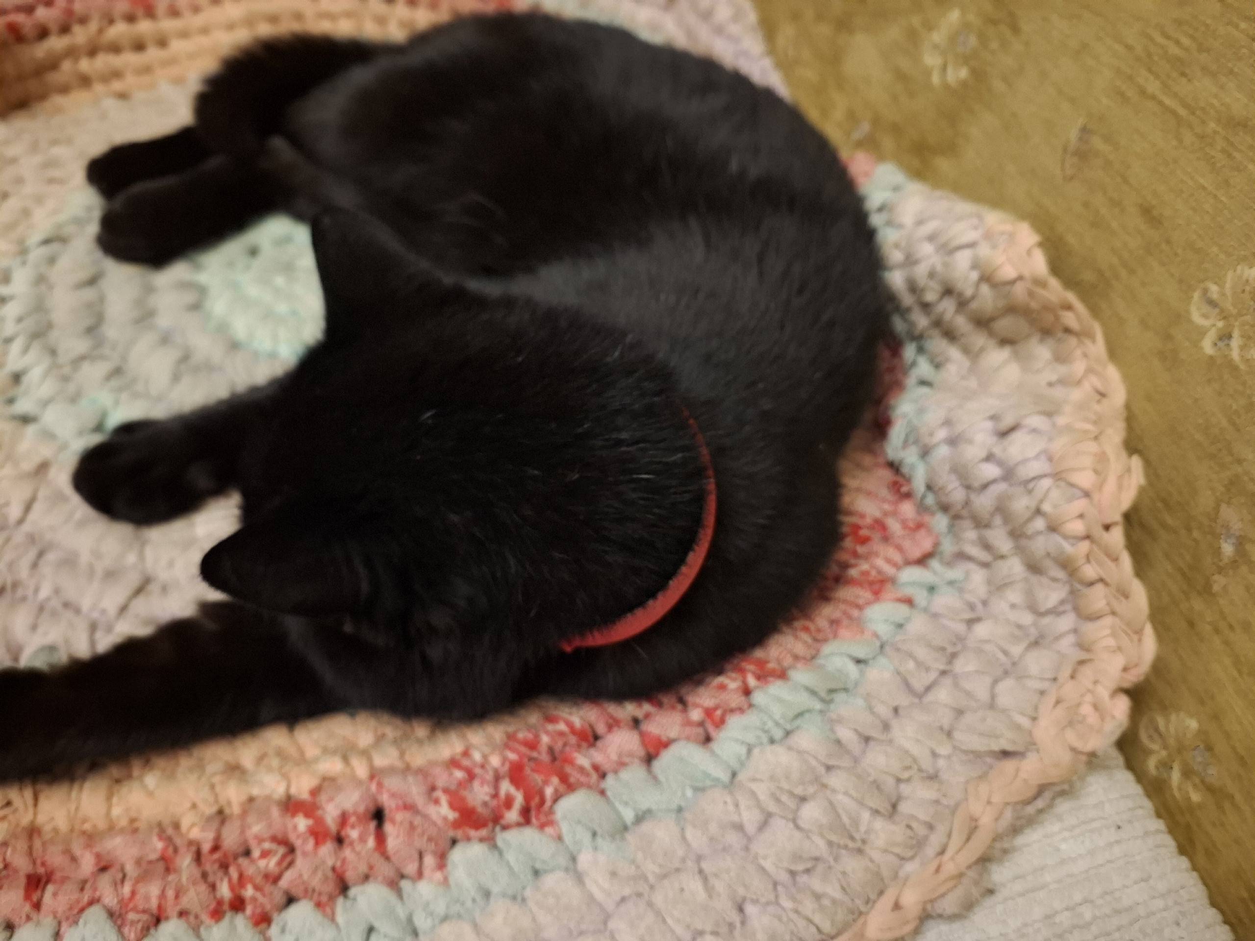 Найден домашний черный кот с к...