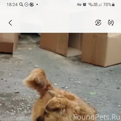 Пропала собака, в районе Башни...