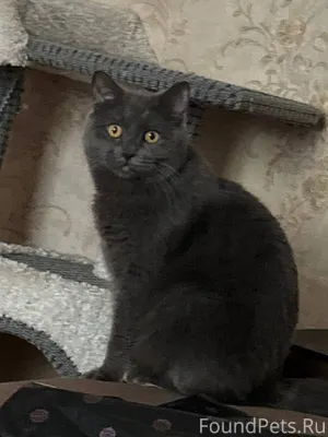 ‼️СРОЧНО‼️ Пропал кот,в районе...