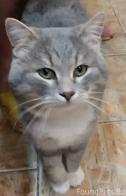 ❗️Найден котик на улице Центра...