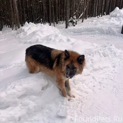 Встретили в парке красивого, к...