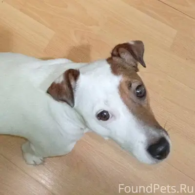 Потерялась собака, умчалась вс...