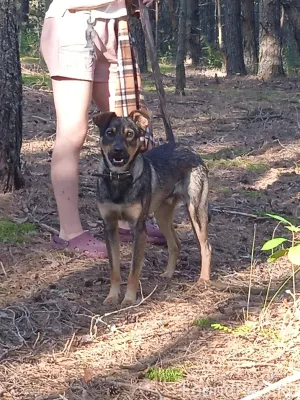 Пропала собака! Молодой кобель...