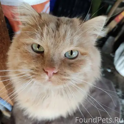 Пропал рыжий кот. Возможно дет...