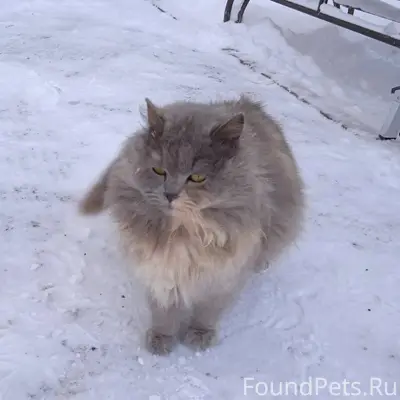 ❗Найдена кошка. Район остановк...