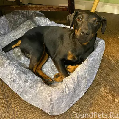 Потерялась собака в районе ули...