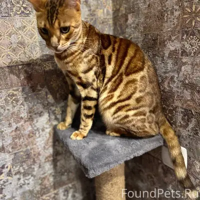 В субботу 13 декабря, в 16...