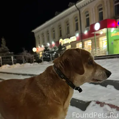 В районе Смарта бегает собака,...